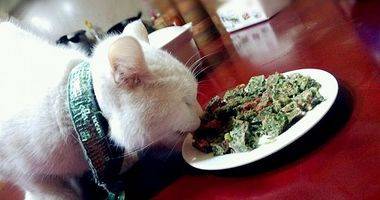 自制猫粮——猪皮冻