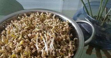 豆芽儿---不用豆芽机的自生豆芽