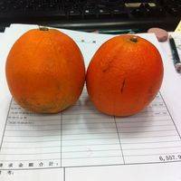 主角：橙子，2只就好，保证每日新鲜