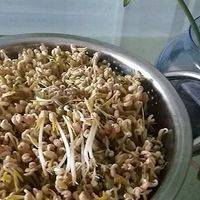 绿色健康的豆芽生成咯，热炒、凉拌、做汤，隨你怎么做都不错！