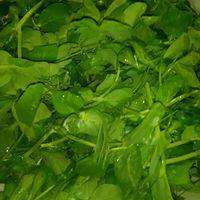 清洗干净荷兰豆苗