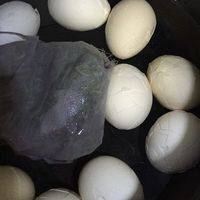倒去沸水，鸡蛋用冷水冲洗，略降温后将蛋壳砸碎，与配料等再次放入冷水中。